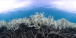 CORDAP Call for Tenders: Coral Decision Support System (CDSS-C) 2026